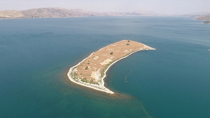 Bu ada tavşanlara ev sahipliği yapıyor