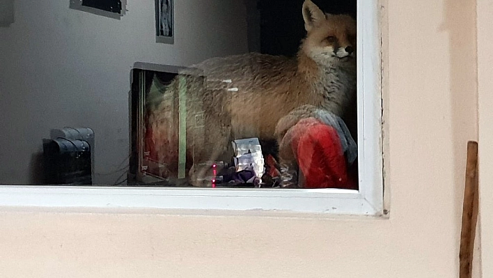 Tilkiye her gün kapısını açıyor 
