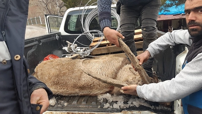 Yaralı dağ keçisine Mehmetçik'ten şefkat eli 