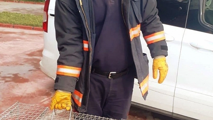 Aç kalan sansar fabrikaya girdi 