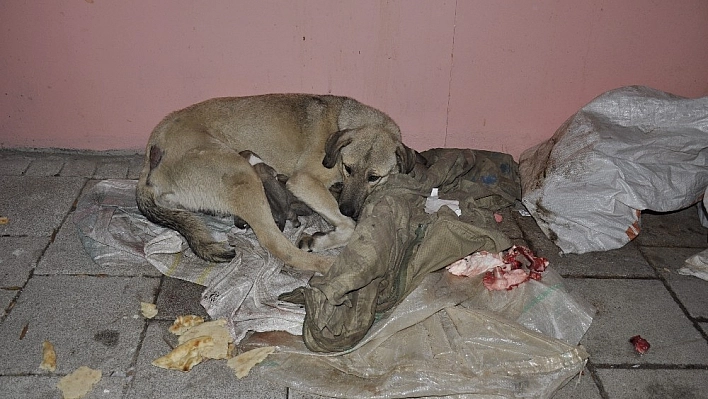 Sokakta doğum yapan köpeğe sahip çıktılar 