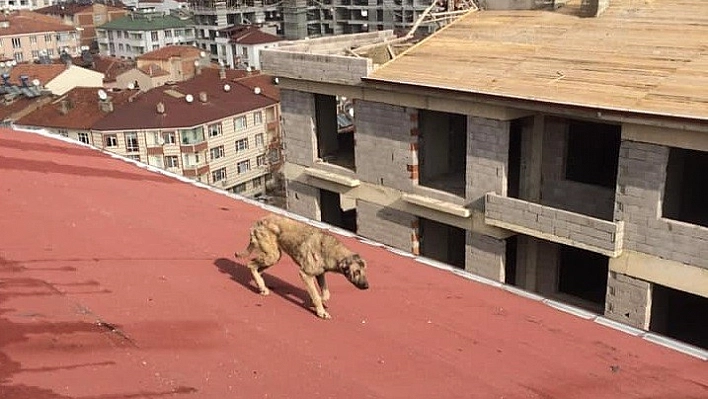 Çatıda mahsur kaldı!..