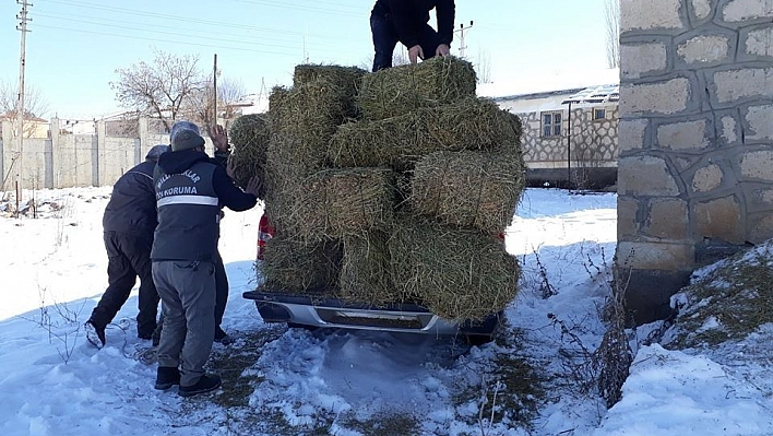 Yaban keçileri için yem bırakıldı