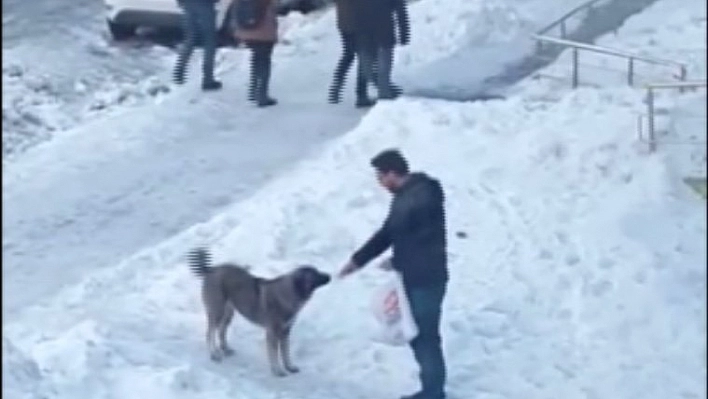 Aç kalan sokak köpeğini eliyle besledi 