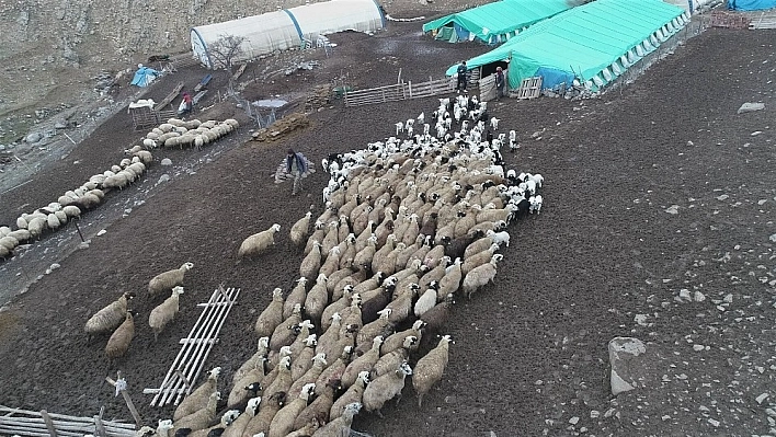 Koyun ve kuzuların renkli buluşması 