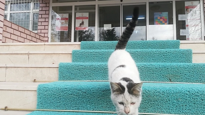 Sokak kedisi kaymakamlığın maskotu oldu 