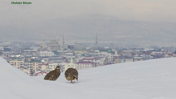 Bingöl fotoğraflarla ayrı bir güzel 
