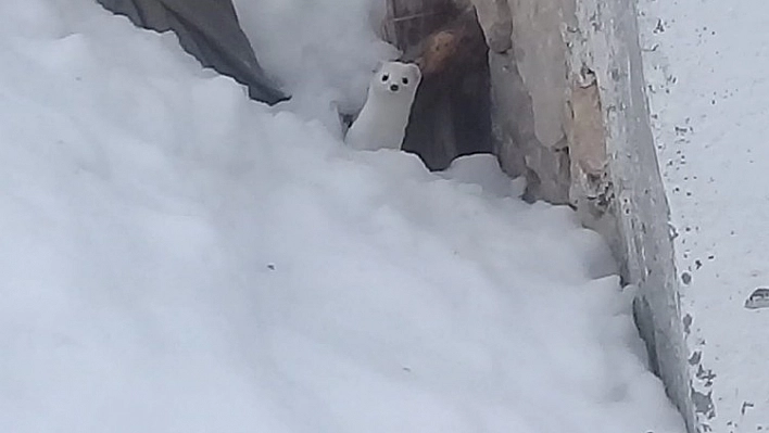 Tunceli'de 'beyaz gelincik' görüntülendi 