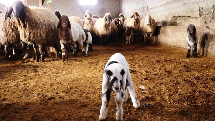 (Özel) Baharın müjdeleyicisi kuzular dünyaya geldi 