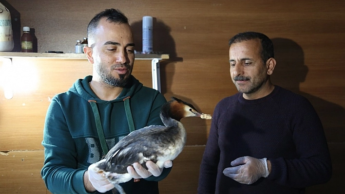 Ayağında apse oluşan yaban ördeği tedavi altına alındı 