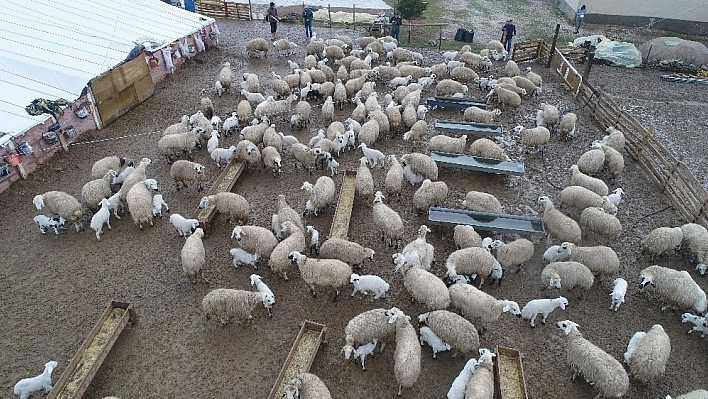 Koyun ve kuzuların duygusal buluşması