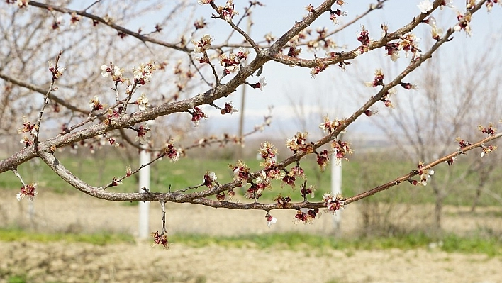 Kayısıda zirai don etkili oldu 