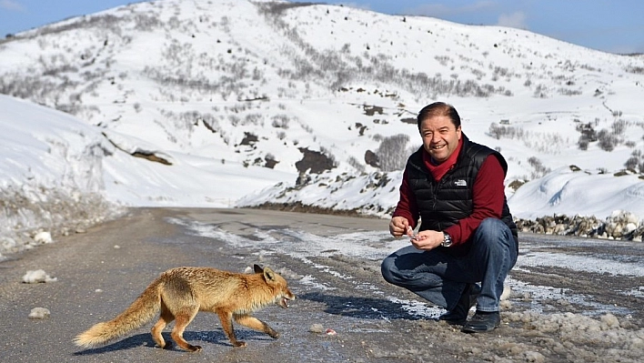 Başkan Kılıç, tilkiyi elleriyle besledi 