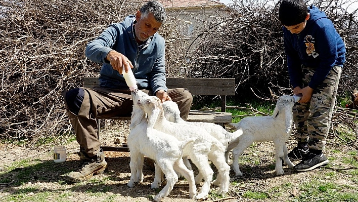 Oğlaklarına bebekler gibi bakıyor 