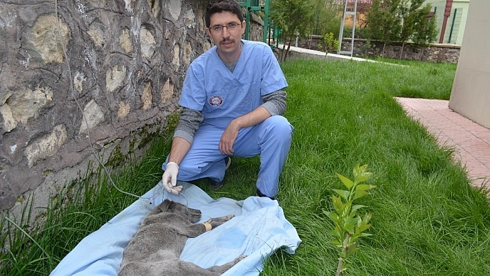 Ölmek üzereyken bulunan köpeğe Mehmetçik şefkati 
