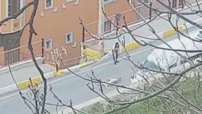 Genç kızın, araçların önüne yatan köpeği kaldırmak için ikna çabası 