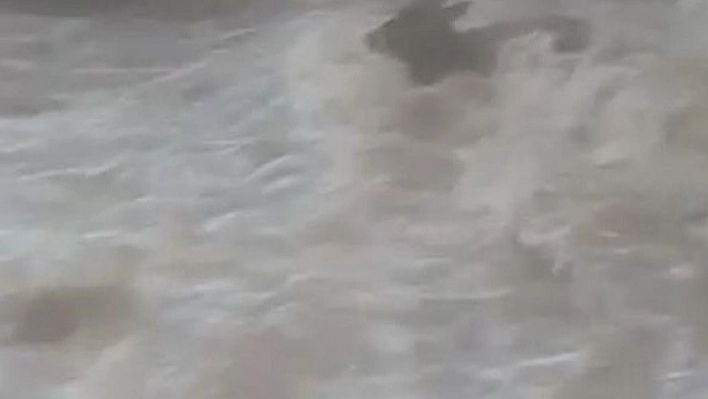 Yağmur Yağdı, Dereler Coştu, İnekler Suda Kayboldu