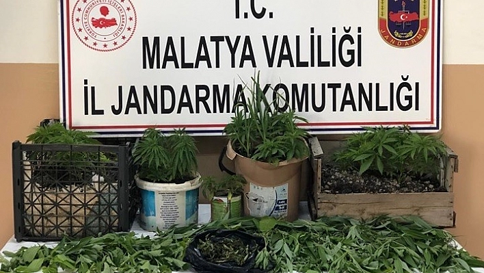 Yasadışı kenevir ve esrar yetiştiren şahıs gözaltına alındı 