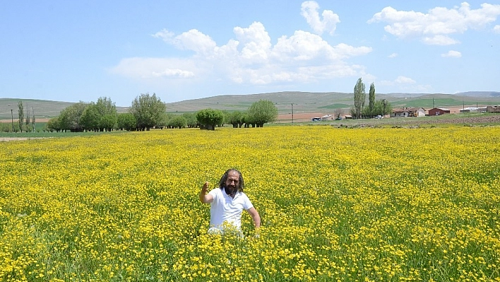 Darende sarıya boyandı 
