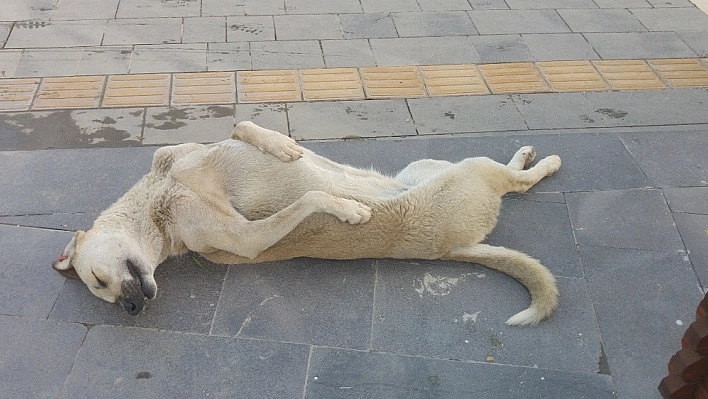Sokak köpeği uyuma şekli ile dikkat çekiyor 