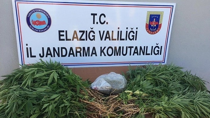 Jandarmadan Uyuşturucu Operasyonu