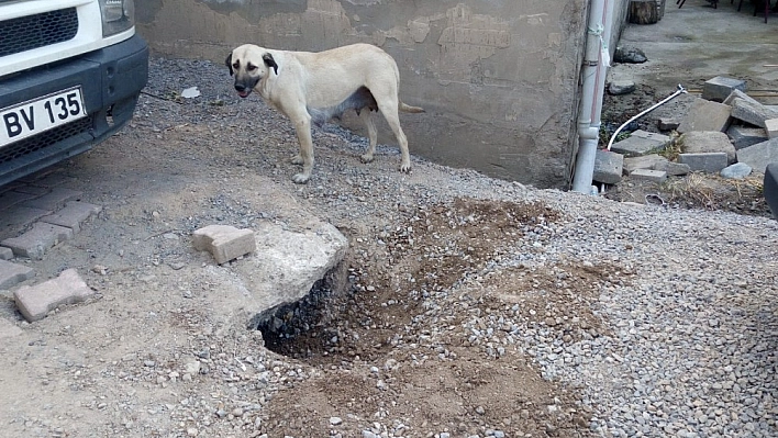 Mahsur kalan yavru köpek için seferber oldular 