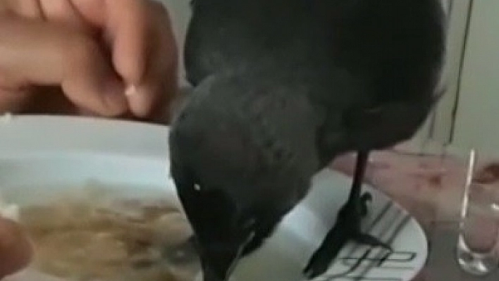 Kurtarılan karga yemek sofrasına misafir oldu 