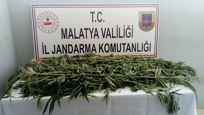 Jandarmadan kenevir operasyonu 