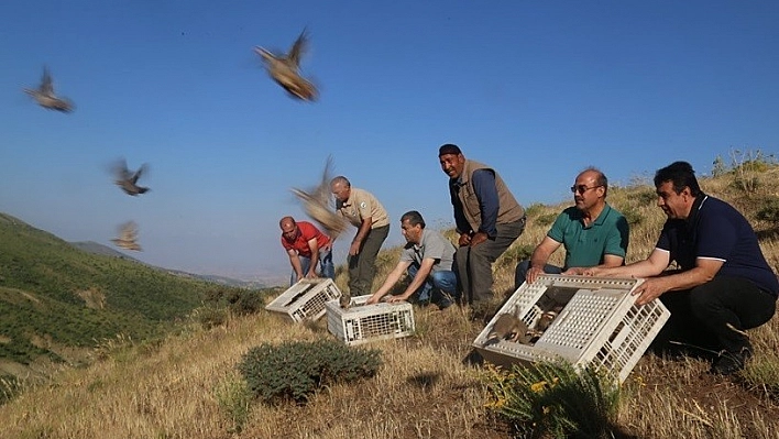 Elazığ'da bin keklik doğaya salındı 