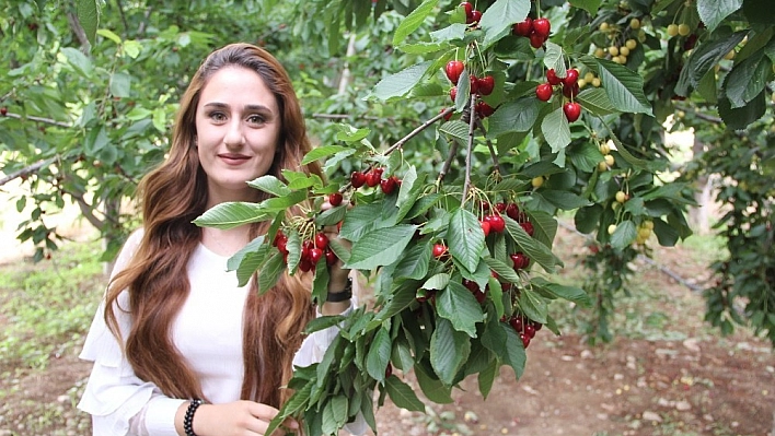 Malatya'da kiraz hasadı başladı 