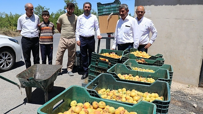 CHP'li Kiraz'dan ucuz kayısı fiyatına tepki 