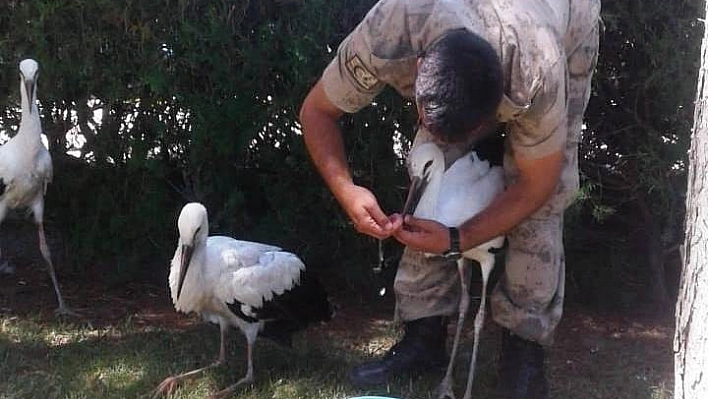 Yangından kurtarılan yavru leyleklere jandarma şefkati 