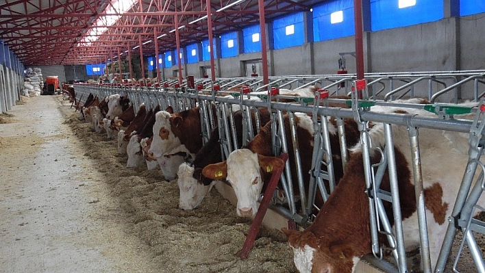Devlet desteğiyle çiftlik kurdu, 5 kişiye istihdam sağladı 