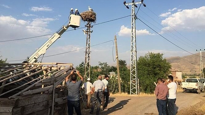 Elazığ'da yavru leylekler kurtarıldı 