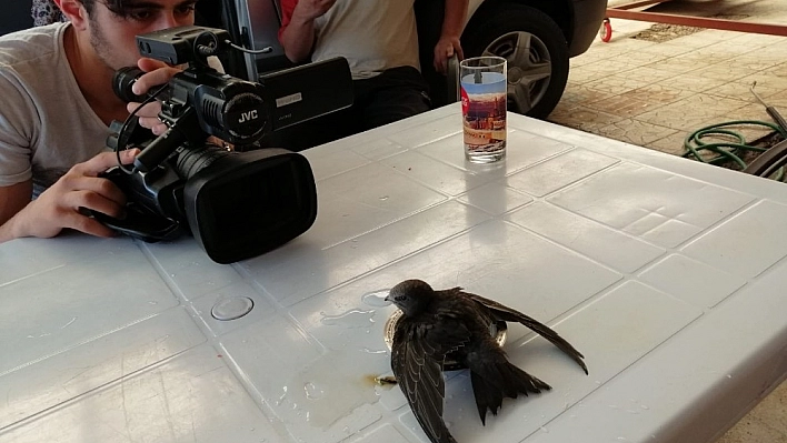 Dışarıda yattığı sırada başına ebabil kuşu düştü 