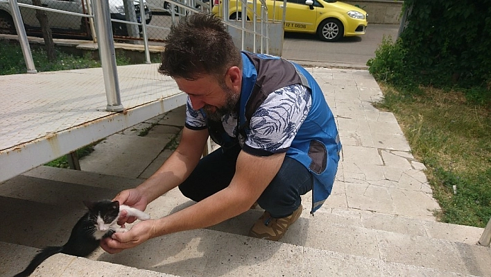 Trafoda mahsur kalan kediyi ekipler kurtardı 