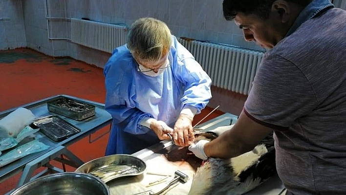 Bingöl'de yaralı leylek tedavi altına alındı 