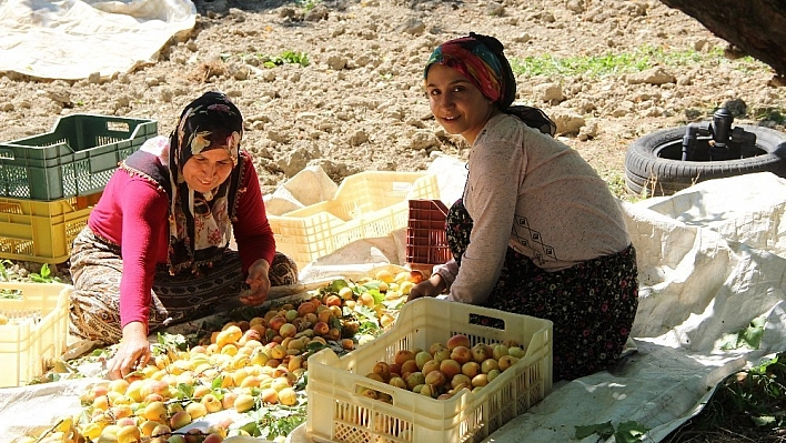 Mevsimlik kayısı işçilerinin zorlu mesaisi 