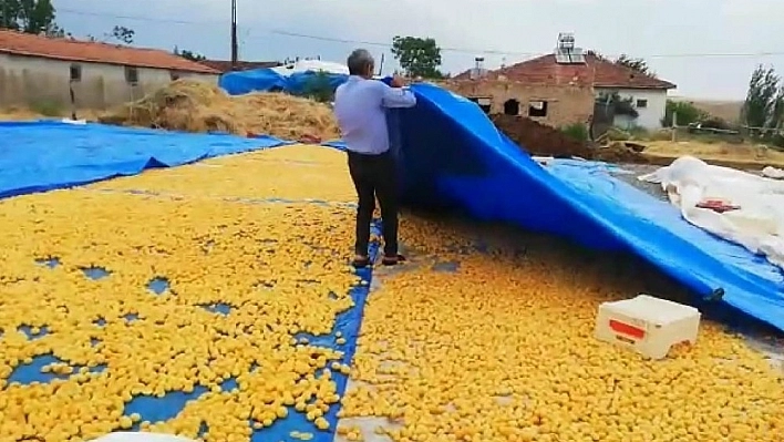Malatya'da sağanak yağış kayısı üreticilerini vurdu 