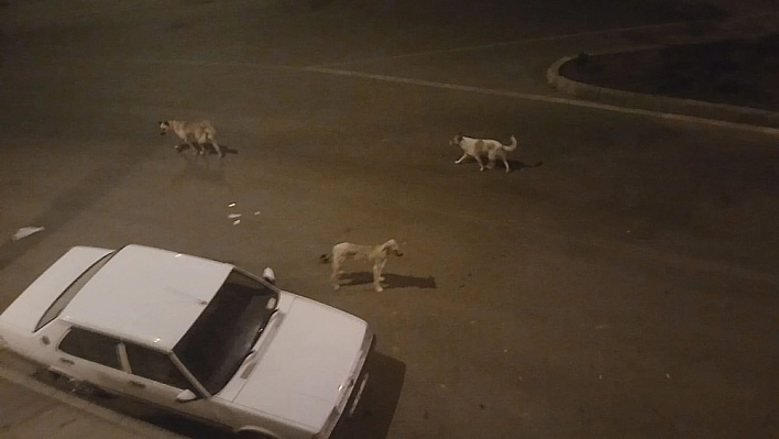Başıboş köpekler mahalleliyi uyutmuyor 