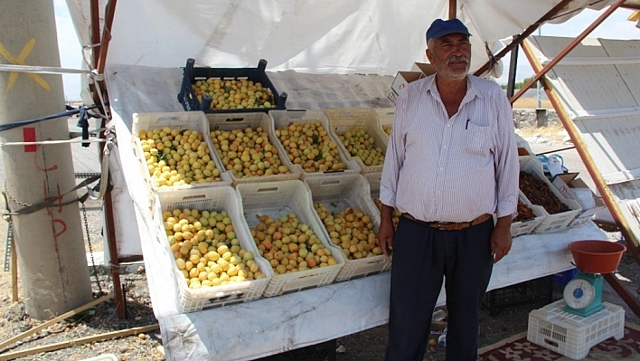 Çiftçiler kayısılarını satabilmek için güneşin altında ter döküyor 