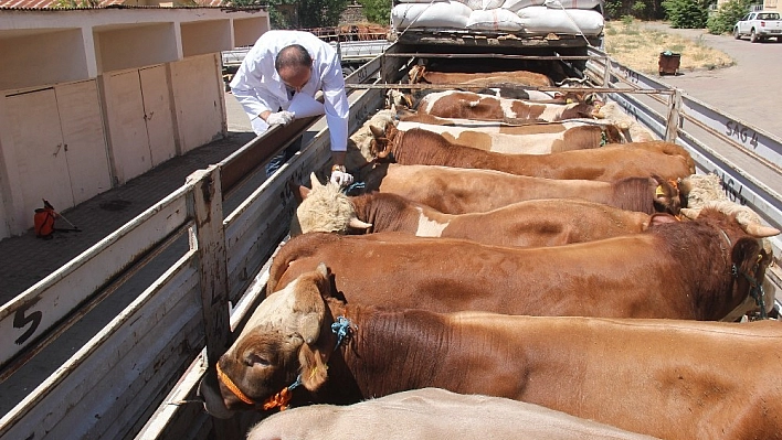 Kurbanlıklar, Batıya doğru yola çıktı 