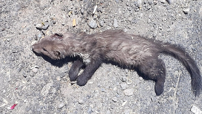 Köpeklerin saldırdığı gelincik telef oldu 
