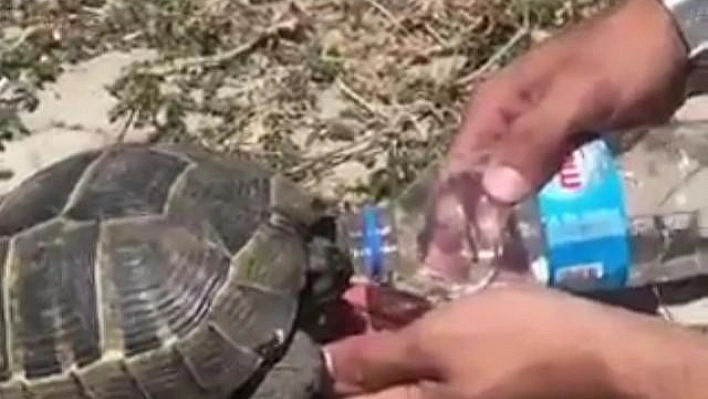 Tunceli'de Kaplumbağaya Şefkat Eli
