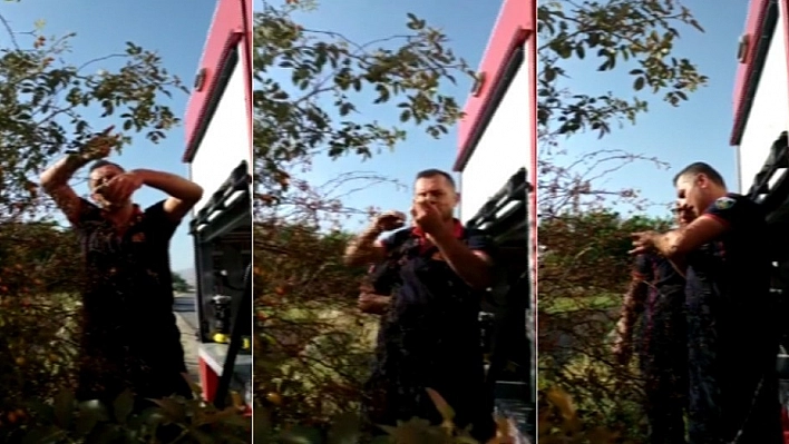 İtfaiye ekipleri ağaçta mahsur kalan kuş için seferber oldu 
