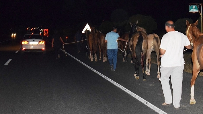 Sultansuyu Harası'ndan kaçan tayların tamamı bulundu 