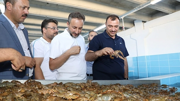 Elazığ'dan, Dünya Pazarına Gönderiliyor
