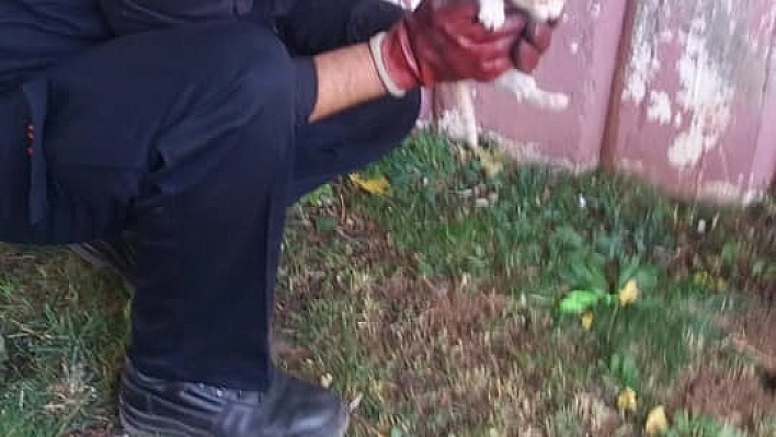 Mahsur kalan yavru kedi kurtarıldı 
