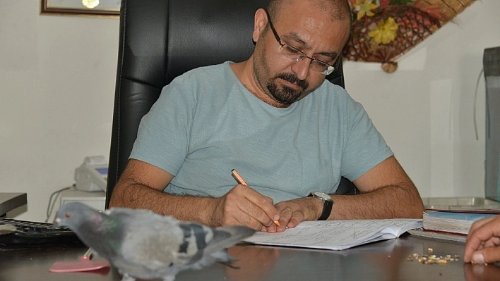 Kanadı kırık güvercine sahip çıktılar, 2,5 yıldır çiçekçi de yaşıyor 