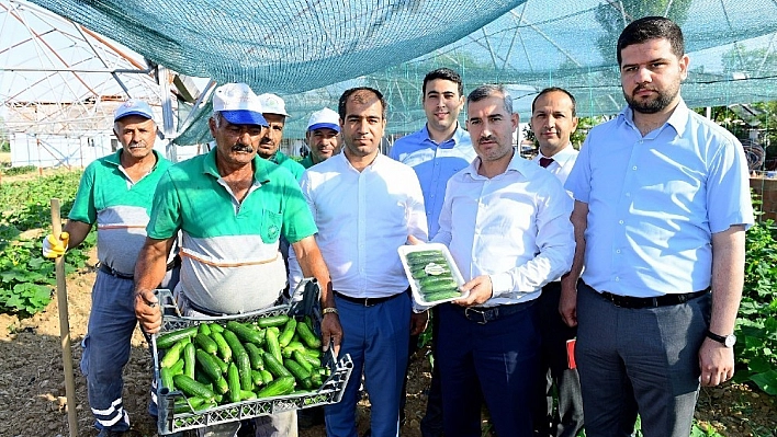 Çiftçilere 100 bine yakın sebze fidesi dağıtılacak 